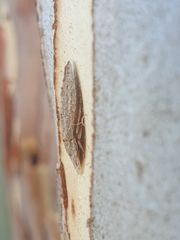 Ledromorpha planirostris