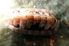 Rhyssoplax exoptanda