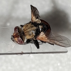 Gymnosoma rotundatum