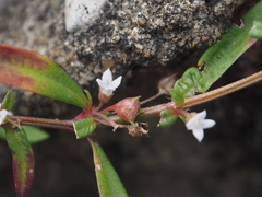 Oldenlandia corymbosa