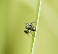 Myrmarachnini