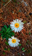 Bellis sylvestris