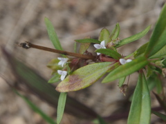 Oldenlandia corymbosa