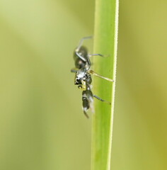 Myrmarachnini