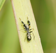 Myrmarachnini
