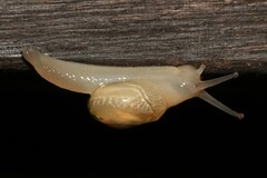 Helicarion perfragilis