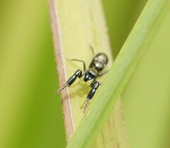 Myrmarachnini