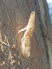 Ledromorpha planirostris