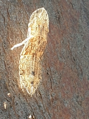 Ledromorpha planirostris