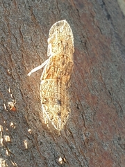 Ledromorpha planirostris
