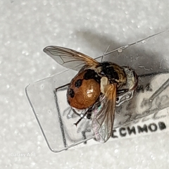 Gymnosoma rotundatum