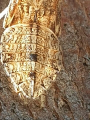 Ledromorpha planirostris
