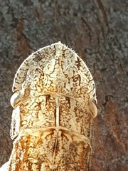 Ledromorpha planirostris