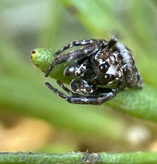 Paraphilaeus daemeli