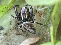 Paraphilaeus daemeli