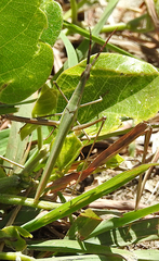 Acrida conica