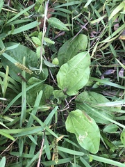 Plantago debilis