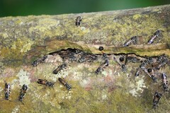 Ropalidia sumatrae