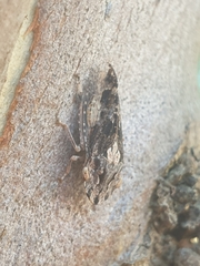 Stenocotini