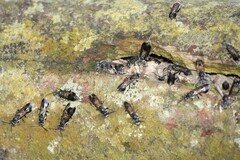 Ropalidia sumatrae