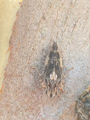 Stenocotini