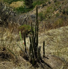 Corryocactus erectus