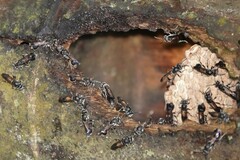 Ropalidia sumatrae
