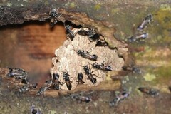 Ropalidia sumatrae