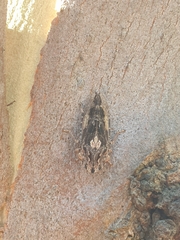 Stenocotini