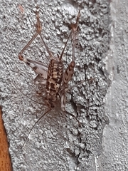 Gryllomorpha dalmatina