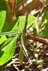 Acrida conica