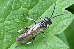 Macrophya albicincta