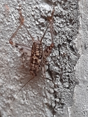 Gryllomorpha dalmatina