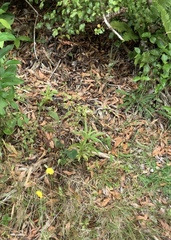 Melicytus lanceolatus