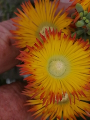 Drosanthemum bicolor