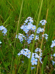 Myosotis