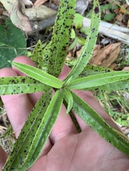 Melicytus lanceolatus