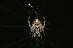 Eriovixia