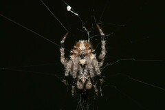 Eriovixia