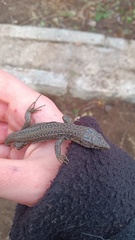 Podarcis guadarramae guadarramae