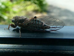 Atrapsalta corticina