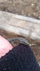 Podarcis guadarramae guadarramae