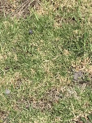 Zizina otis labradus