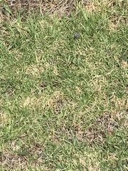 Zizina otis labradus