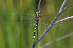 Synthemis eustalacta