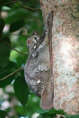 Galeopterus variegatus