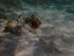 Chrysaora pentastoma