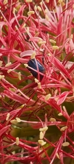 Leucocelis