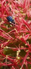 Leucocelis