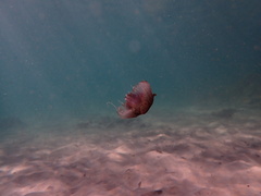 Chrysaora pentastoma